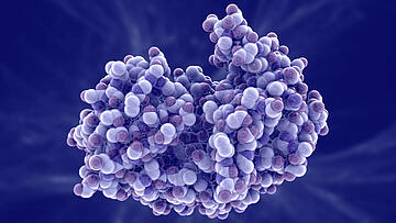 Molecule of pepsin stomach enzyme