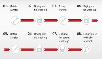 MALDI Example Workflow: 1. Matrix transfer - 2. Drying and tip washing - 3. Assay transfer - 4. Drying and tip washing - 5.Matrix transfer - 6. Drying and tip washing - 7. Optional "on target washing" - 8. Export plate to Bruker rapifleX