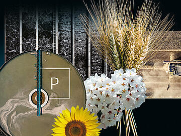 Header Phosphorus Sewage Sludge